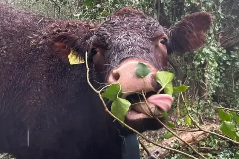 Cows released on Tolworth Court Farm Fields
