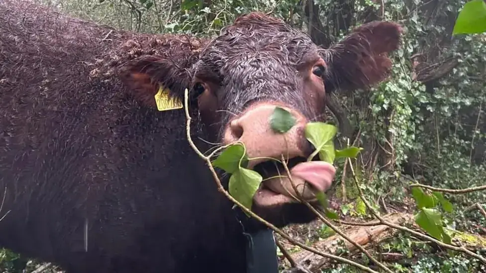 Sussex cattle