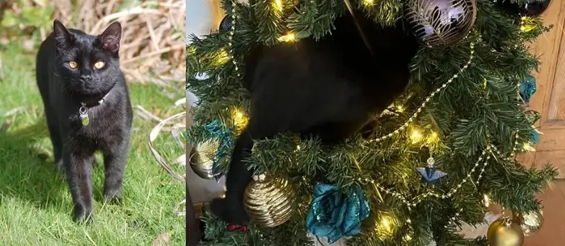 Elvis the cat