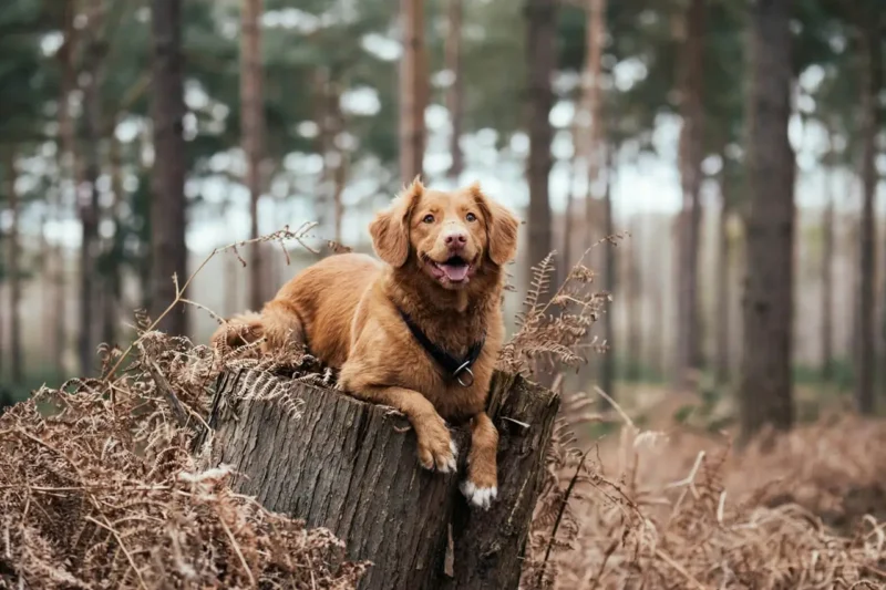 Join the Neighbourhood Watch Dog Watch