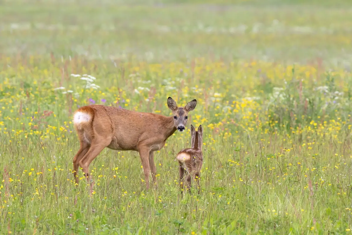 Roe deer